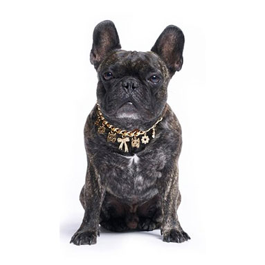 Critter Charm Dog Collar | ML Style | Meg Lonergan Interiors