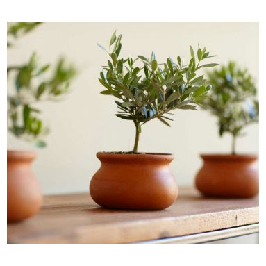 Olive Plant Topiary | ML Style | Meg Lonergan Interiors