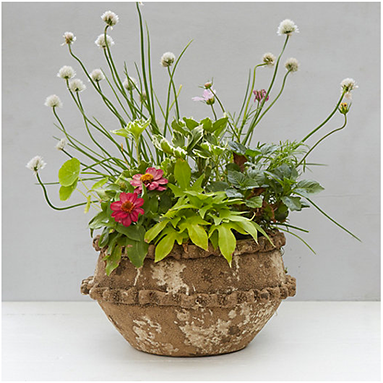 Rustic Terracotta Bowl Planter | ML Style | Meg Lonergan Interiors