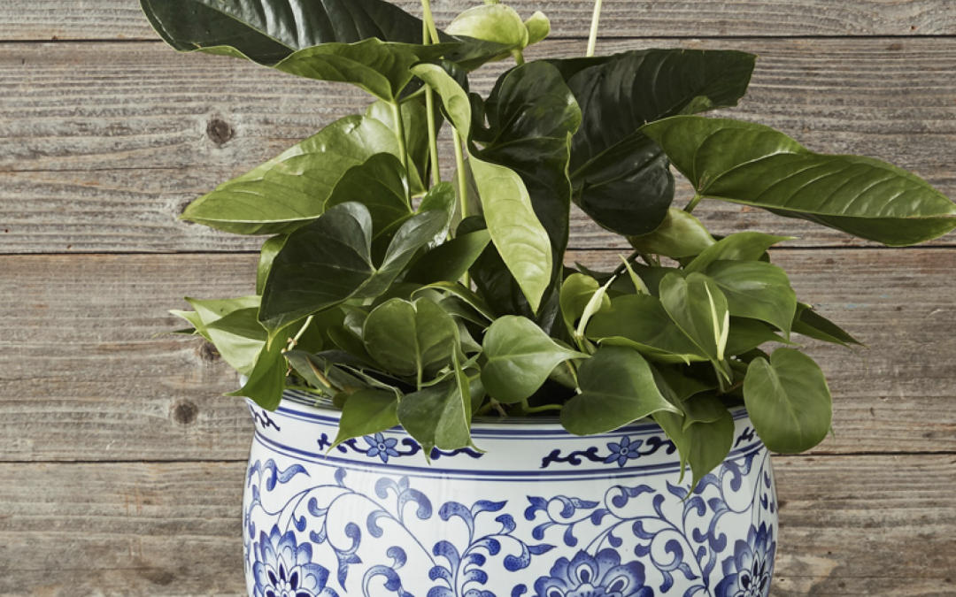 Williams Sonoma – Blue & White Ceramic Planter